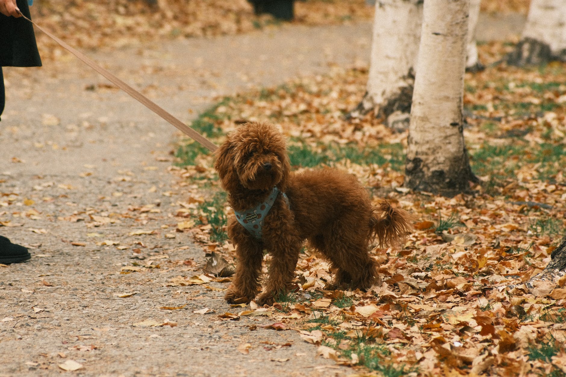 a dog on a leash