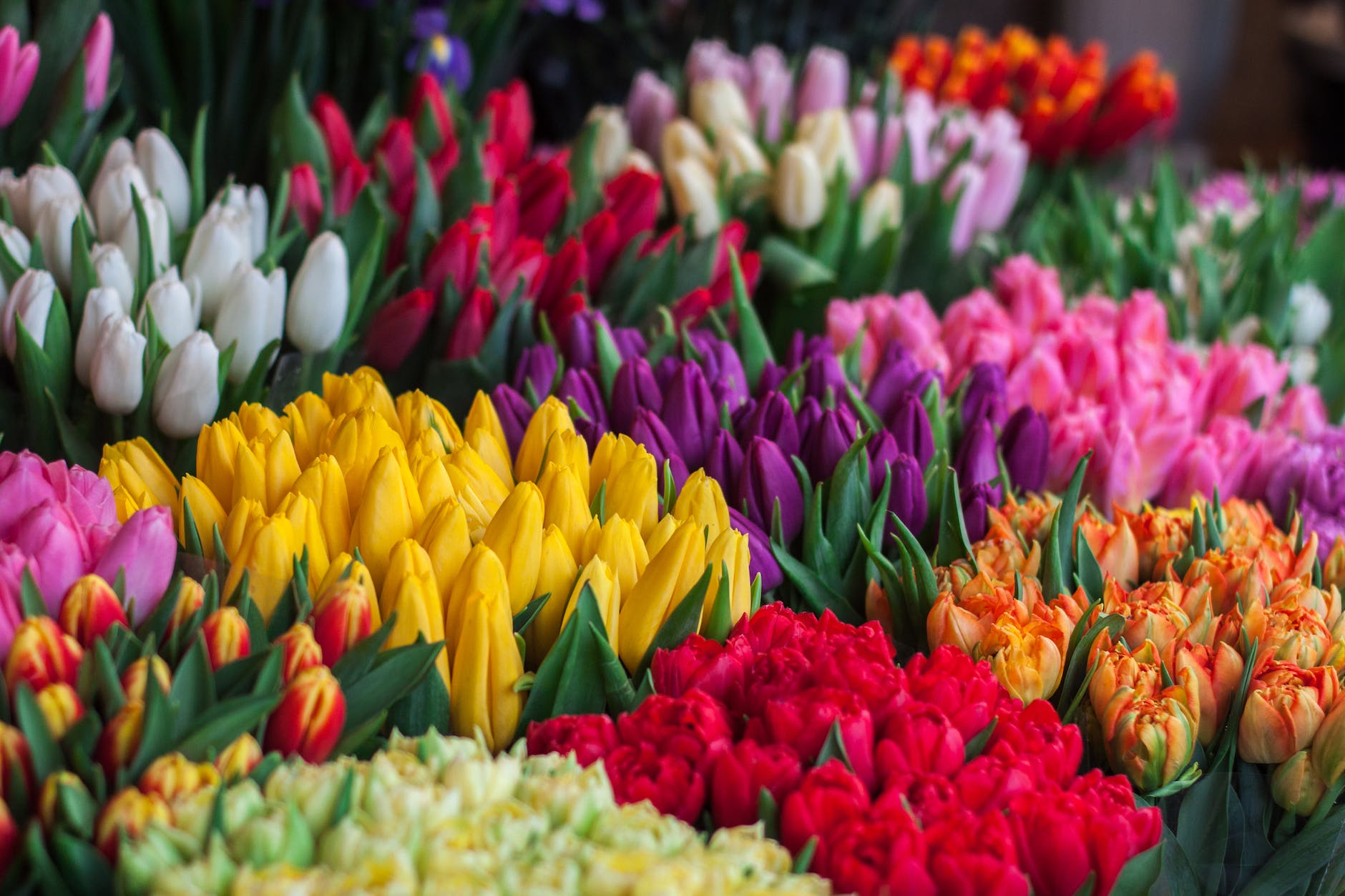 photography of assorted colored tulips