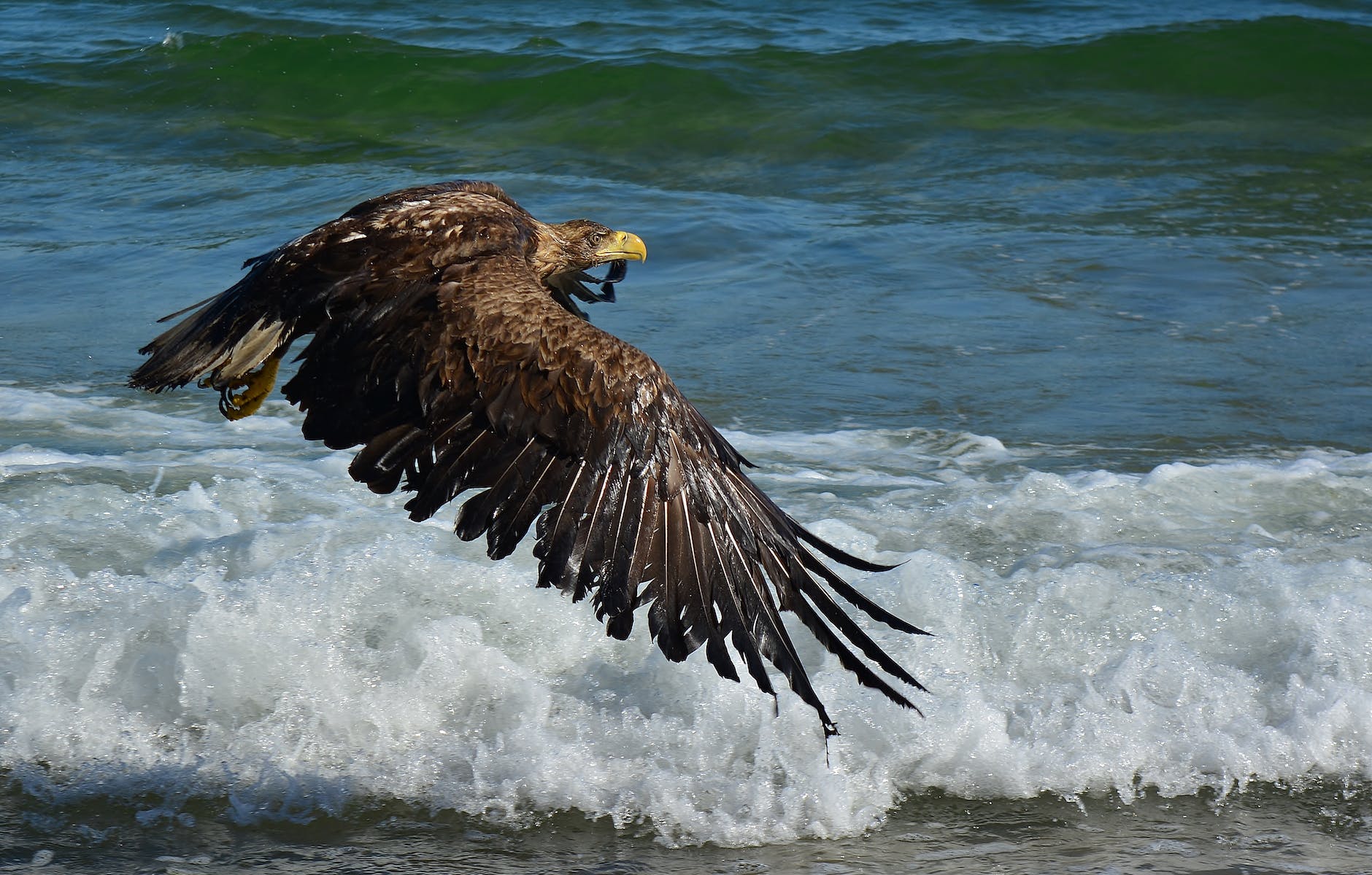 brown eagle flying over the sea