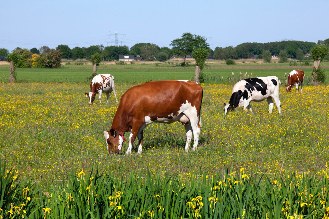 Medemblik Praat | Medemblik stapt in Project 1001 Hectare Kruidenrijk ...